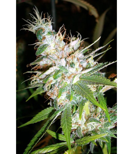 L.A. Woman Feminised Seeds - 6