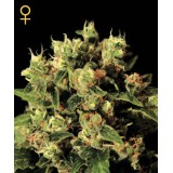 Ladyburn 1974 Feminised Seeds