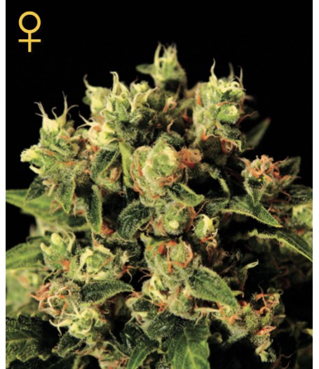 Ladyburn 1974 Feminised Seeds