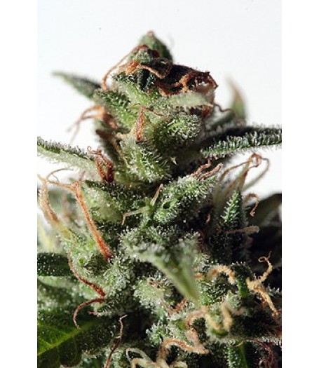 La Lybella Feminised Seeds