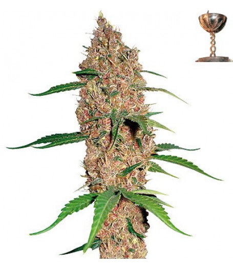 Laughing Buddha Regular Seeds