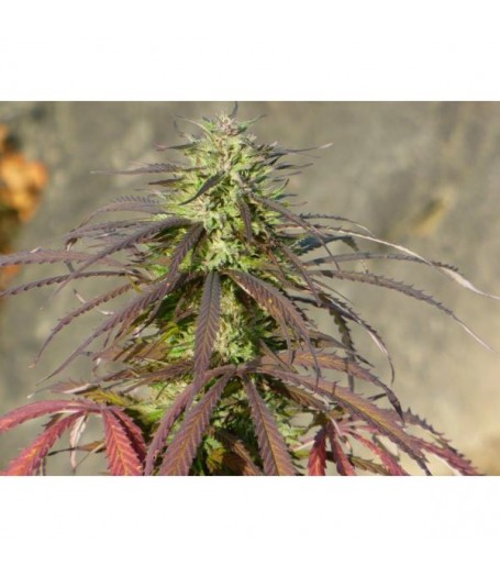 Lebanese Regular Seeds - 5