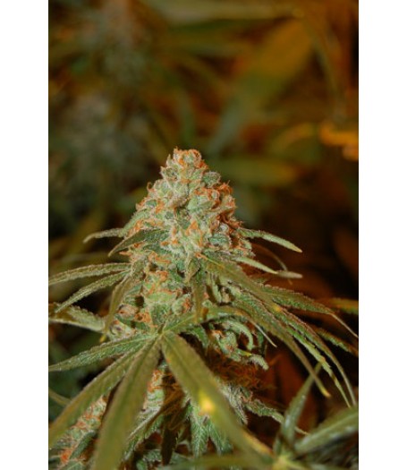 Lemon Skunk Regular Seeds