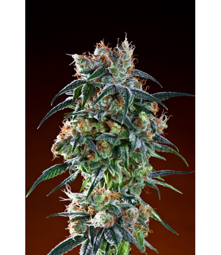 Bay 11 - 10 Regular Seeds