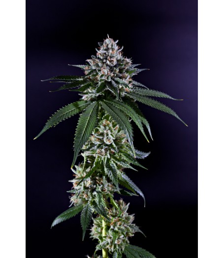 Ken's Kush - 10 Regular Seeds