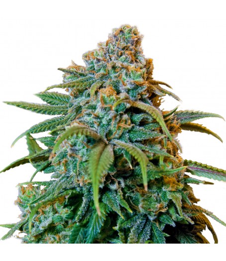 Liberty Haze Feminised Seeds