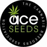 Purple Haze x Panama Regular Seeds