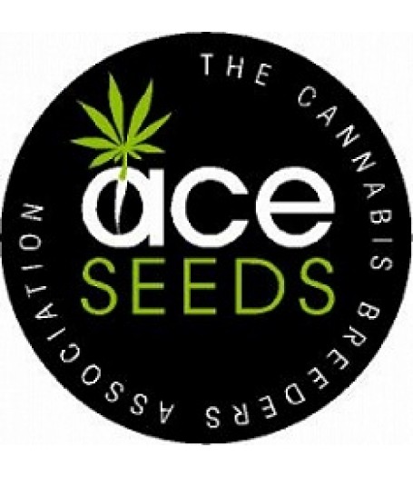 Purple Haze x Panama Regular Seeds Purple Haze x Panama Regular Seeds