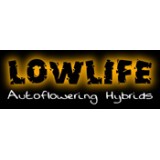 Automatic White Widow Feminised - 5