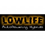 Automatic White Widow Regular Seeds - 10 