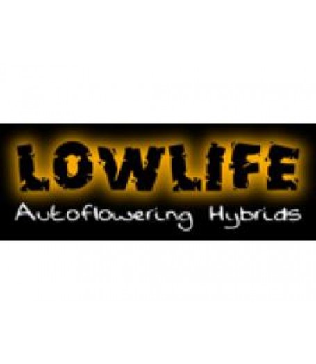 Automatic White Widow Regular Seeds - 10 