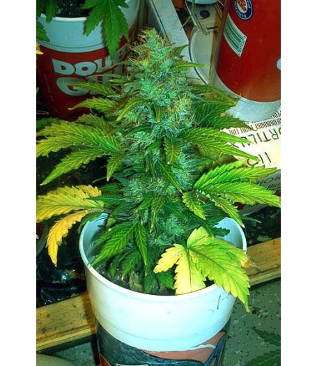 Lowryder Original Autoflowering Feminised Seeds