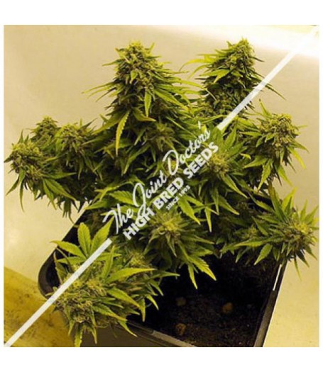 Lowryder Mix Regular Seeds - 20