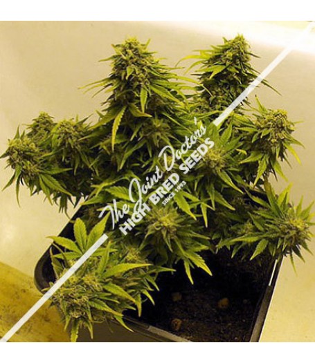 Lowryder Mix Autoflowering Feminised Seeds - 10