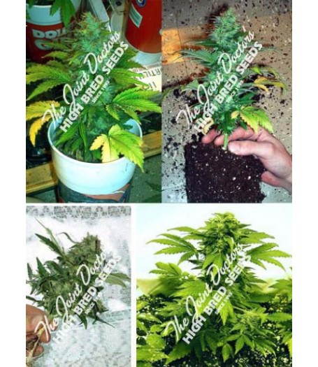 Lowryder Original Autoflowering Regular Seeds - 10