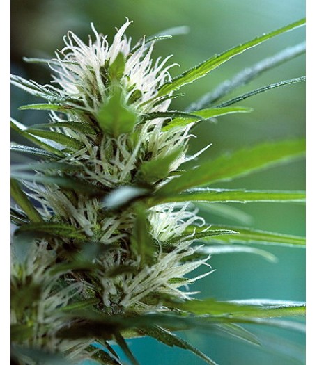 LSD Feminised Seeds