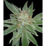 Madness Feminised Seeds
