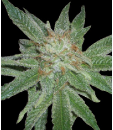 Madness Feminised Seeds