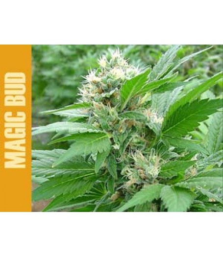 Magic Bud Feminised Seeds