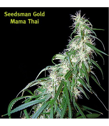Mama Thai Regular Seeds