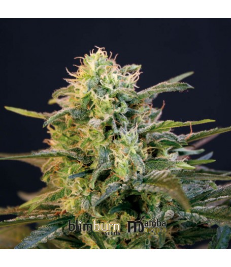 Mamba Negra Feminised Seeds Mamba Negra Feminised Seeds