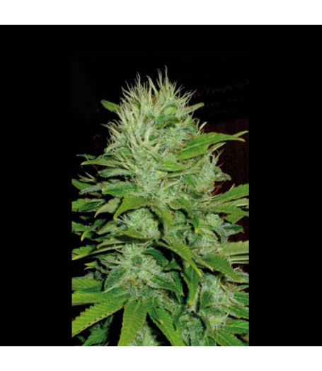 Mango Feminised Seeds Mango Feminised Seeds