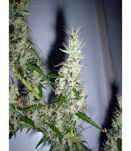 Mango Haze Regular Seeds