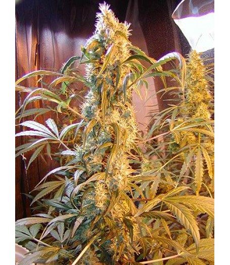 Mango Widow Regular Seeds