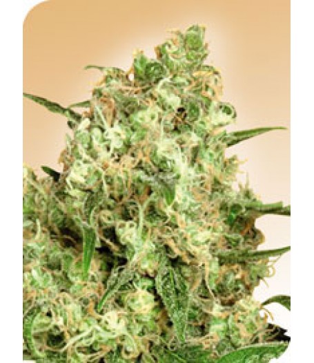 Maple Leaf Indica Regular Seeds