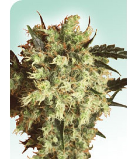 Marley's Collie Regular Seeds