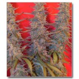 Purple Maroc Feminised Seeds