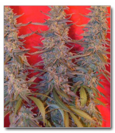Purple Maroc Feminised Seeds