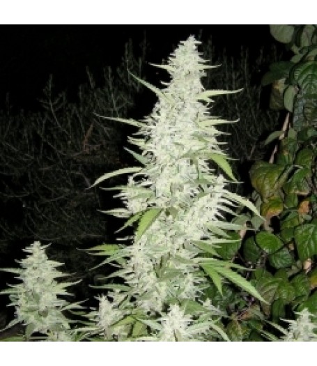 Maroc Seeds - 10 seeds