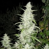 Maroc Feminised Seeds