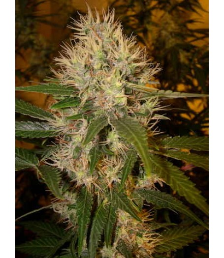 Martian Mean Green Feminised Seeds