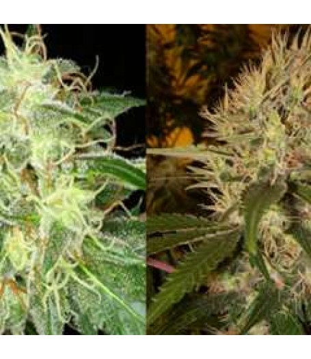 Martian Kush Feminised Seeds - 6