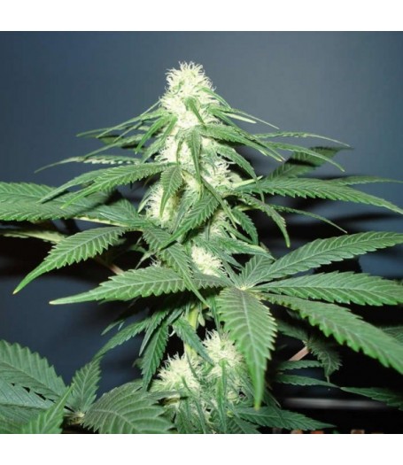 Master Kush Feminised Seeds - 5