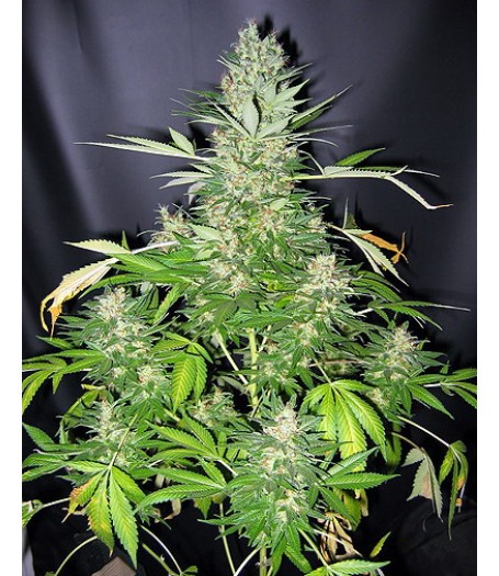 Master Kush Skunk Regular Seeds