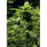 Master Kush Feminised Seeds
