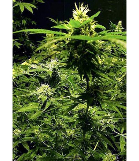 Master Kush Feminised Seeds