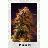 Mazar Feminised Seeds