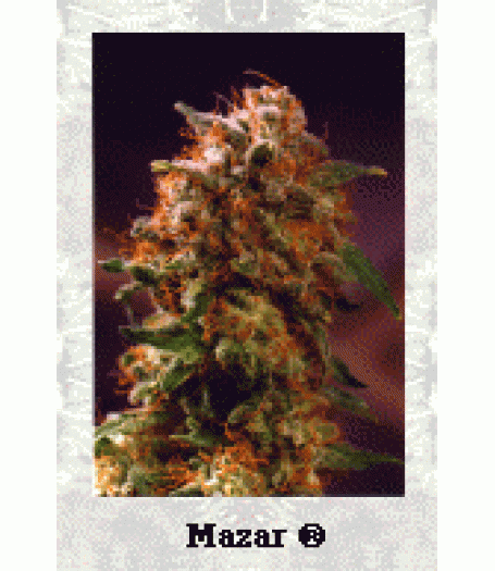 Mazar Feminised Seeds