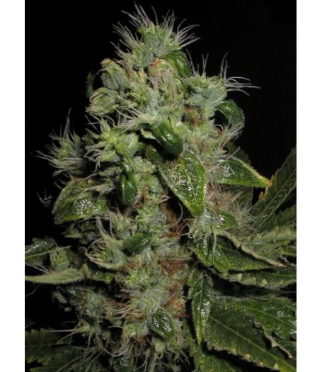 Mazari Feminised Seeds