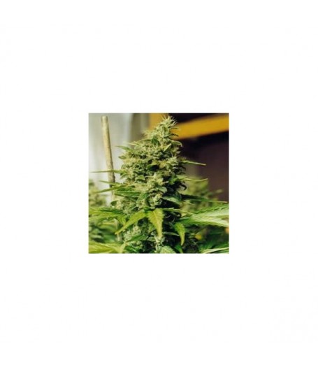 Medusa Feminised Seeds - 5