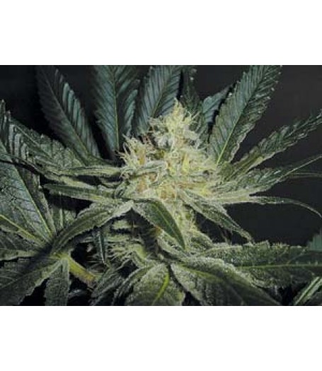 Mendocino Madness Regular Seeds