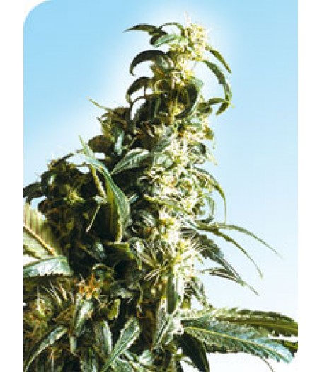 Mexican Sativa Regular Seeds