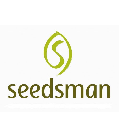 Jungle Wreck Regular Seeds