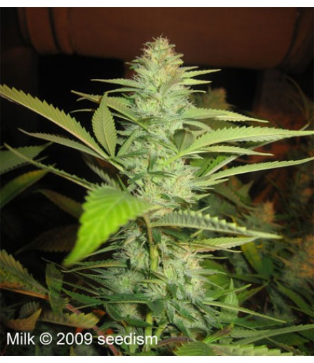 Milk Regular Seeds