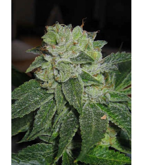 MK Ultra Regular Seeds