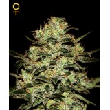 Moby Dick Feminised Seeds